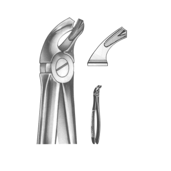 lower premolars